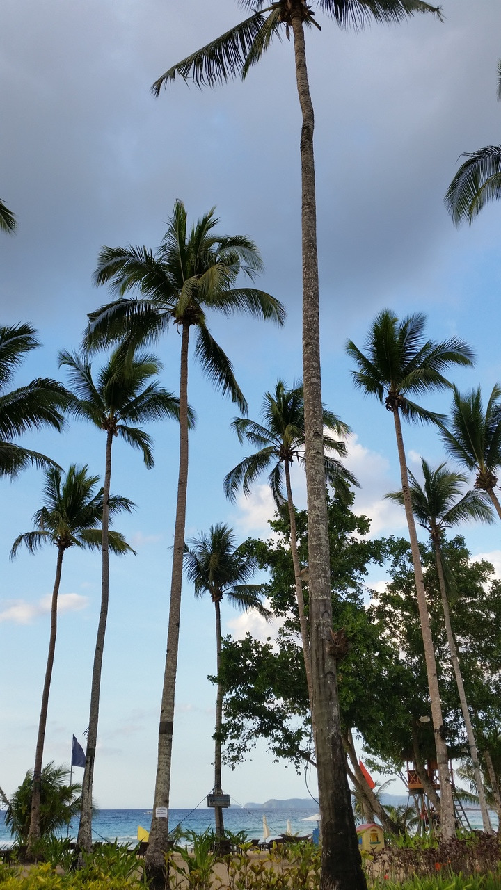 sol, palmer, Filippinene